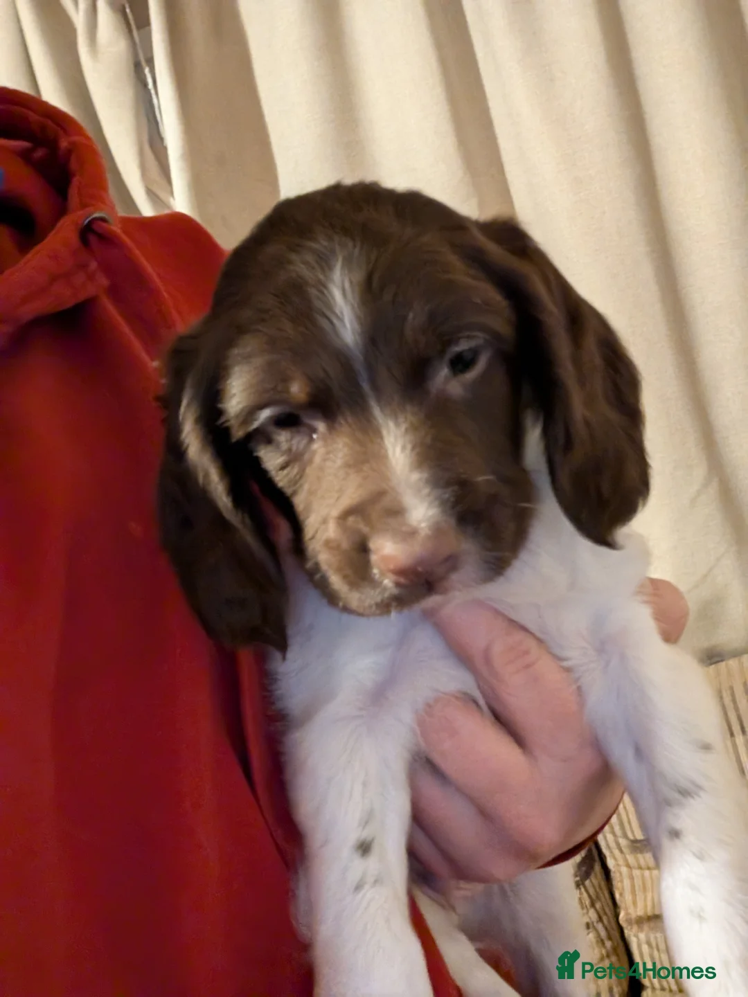 English Springer Spaniel dogs for sale: Only one boy available - Advert 2