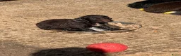 Sprocker dogs for sale: Beautiful Sprocker Pups..  - Advert 11
