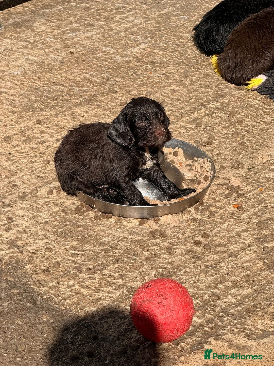 Sprocker dogs for sale: Beautiful Sprocker Pups..  - Advert 11