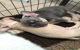 French Bulldog dogs for sale: French Bulldog Puppies - Image 8