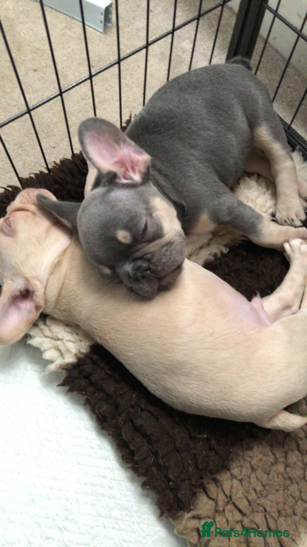 French Bulldog dogs for sale: French Bulldog Puppies - Image 8
