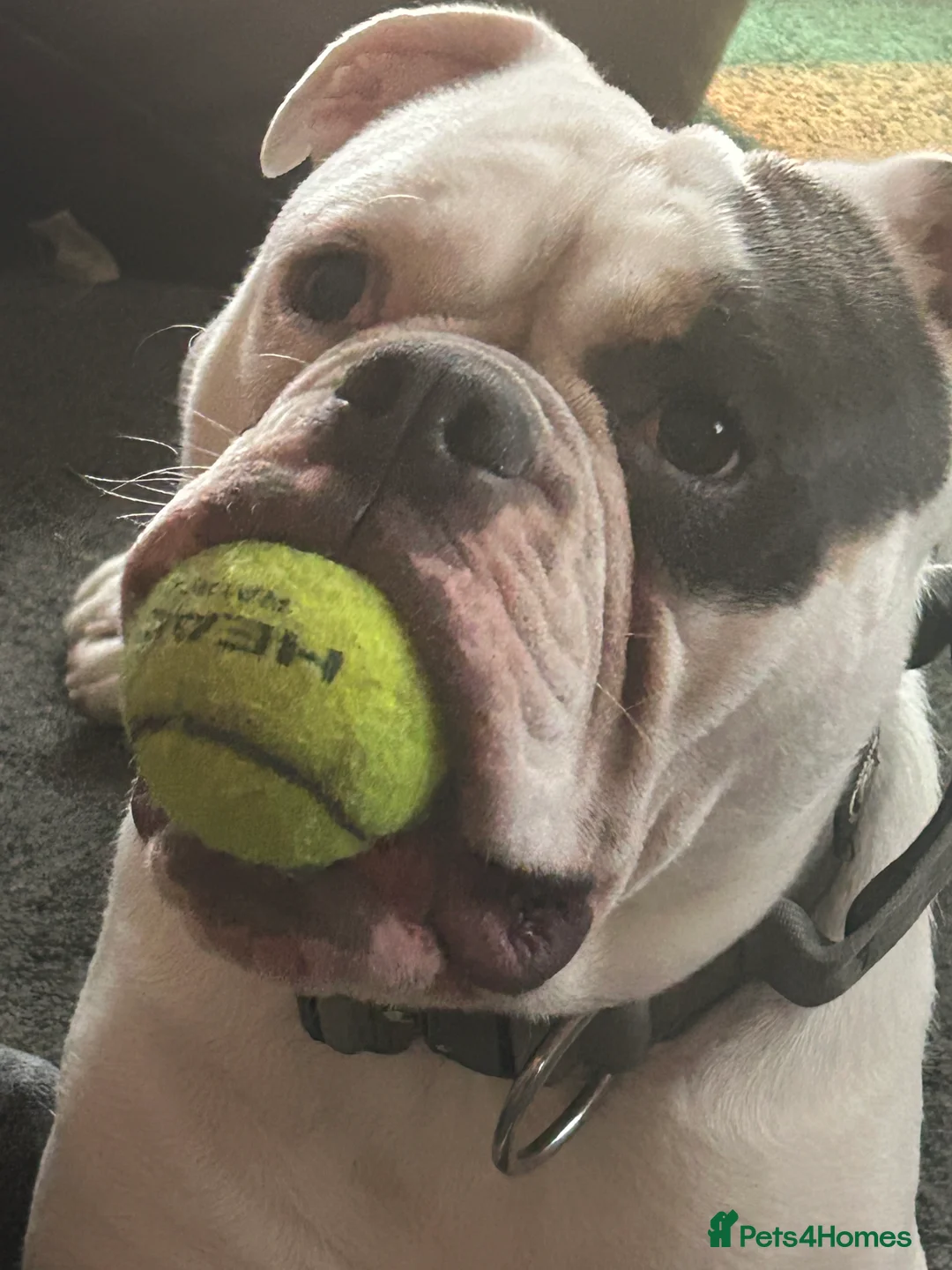 Dorset Olde Tyme Bulldogge dogs for sale: Olde Tyne English Bulldog - Advert 10