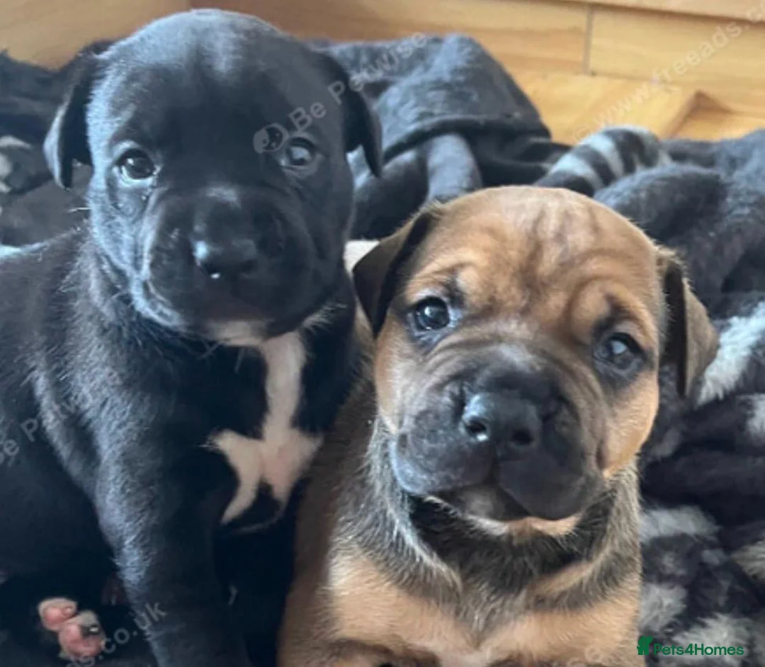 Mixed Breed dogs for sale: 🐾 Beautiful Nova is looking for her forever home  - Advert 2