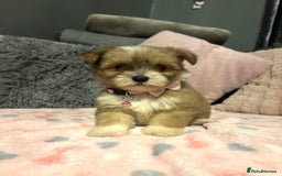 Mixed Breed dogs for sale: Lhasa apso x chorkie  - Image 15