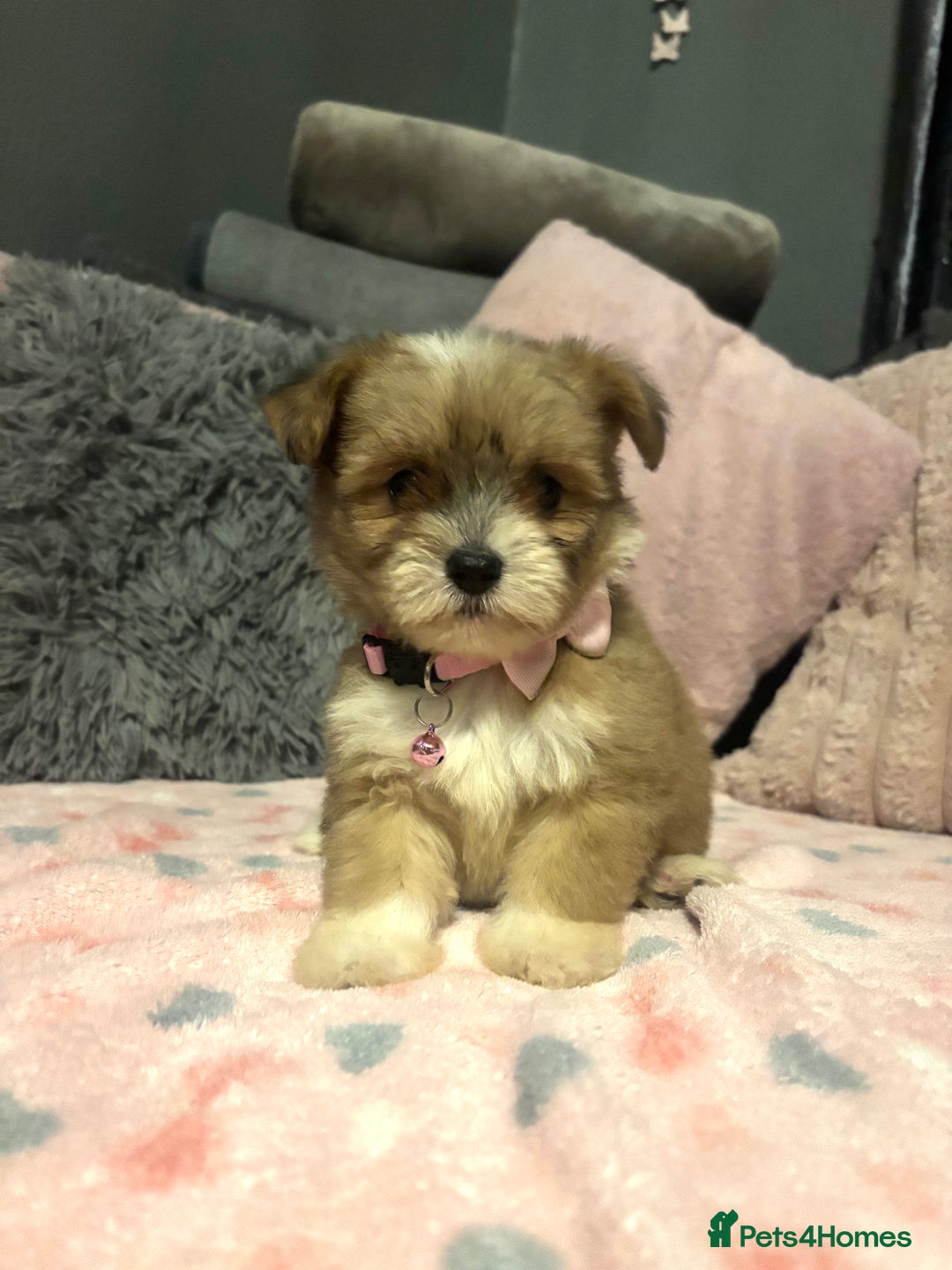 Mixed Breed dogs for sale: Lhasa apso x chorkie  - Image 15