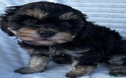 Cavapoo dogs for sale: 🌟HEALTH TESTED F1B CAVAPOO MERLE STUNNING PUPPIES - Image 30