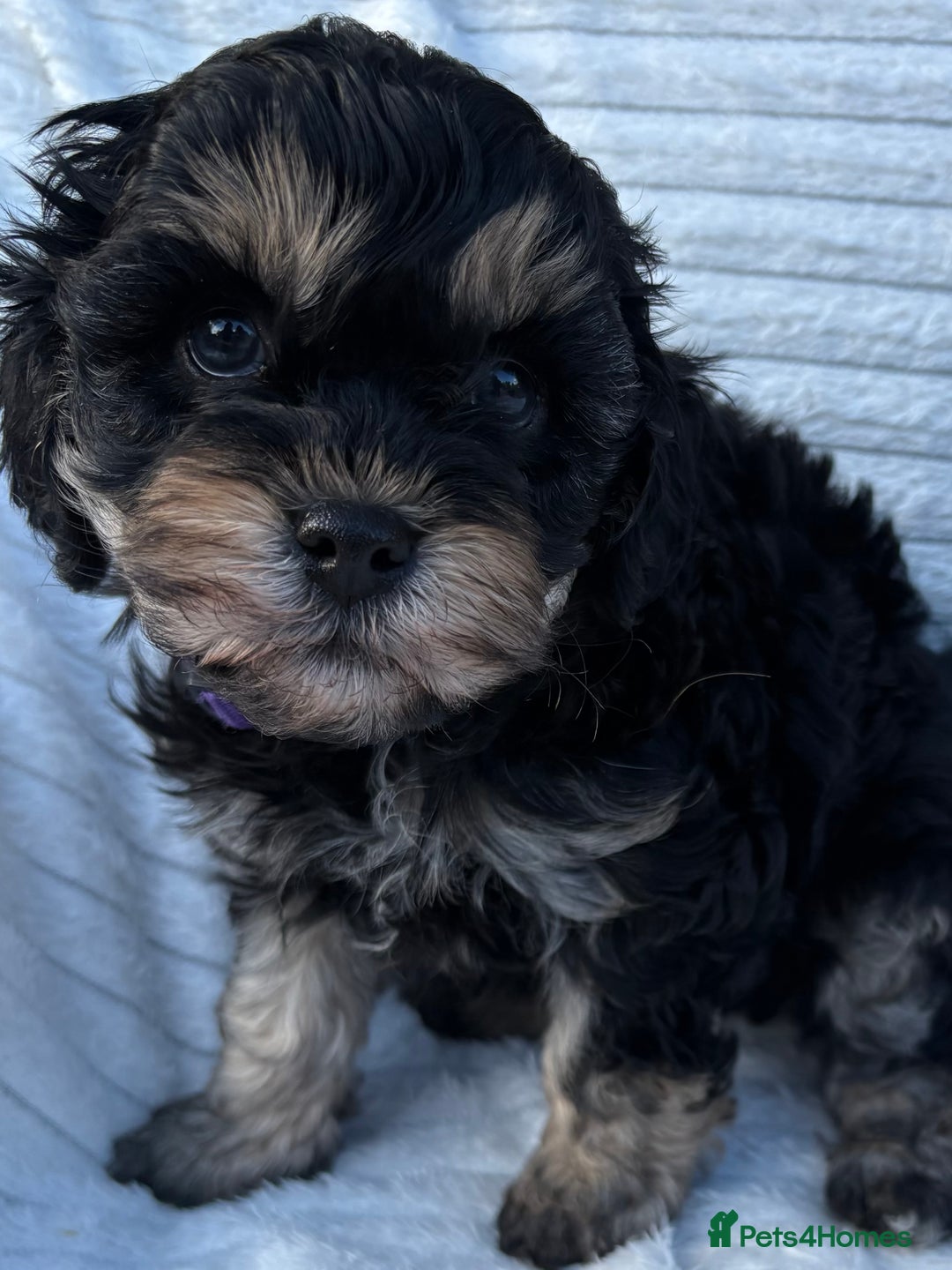 Cavapoo dogs for sale: 🌟HEALTH TESTED F1B CAVAPOO MERLE STUNNING PUPPIES - Image 30