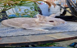 Netherland Dwarf rabbits for sale: Stunning Netherlands  - Image 4