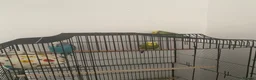 Budgerigars birds for sale: 1 boy budgie and 2 girls budgies  in Leeds - Advert 1