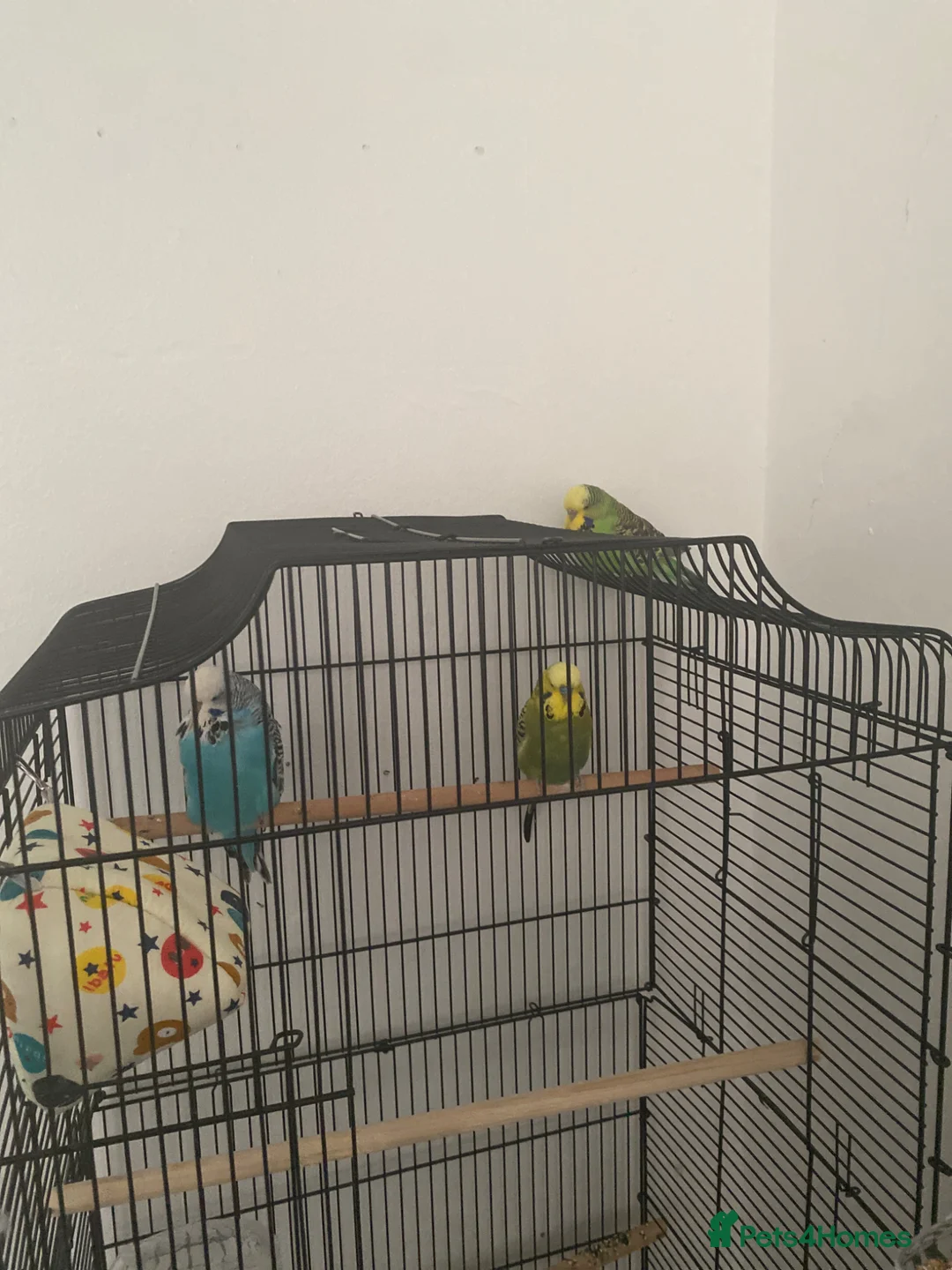Budgerigars birds for sale: 1 boy budgie and 2 girls budgies  in Leeds - Advert 1