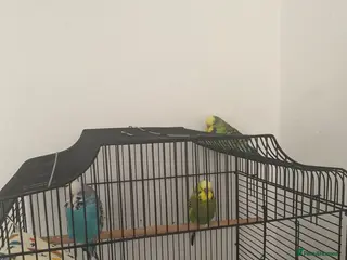 Budgerigars birds 1 boy budgie and 2 girls budgies - Advert 1