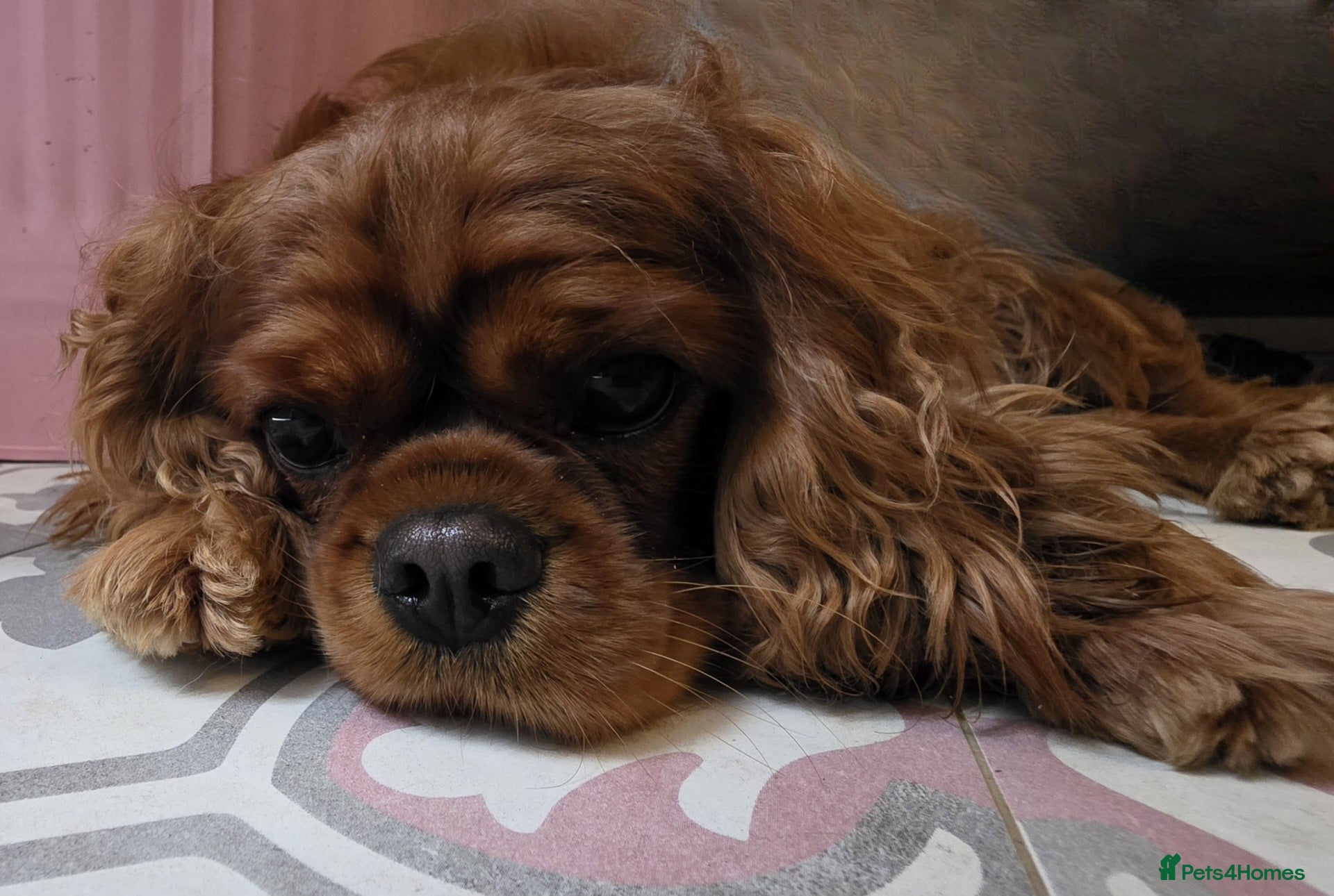 Cavalier King Charles Spaniel dogs 2 year old ruby cavalier King Charles Spaniel  - Advert 10