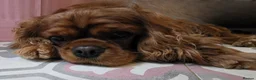 Cavalier King Charles Spaniel dogs for sale: 2 year old ruby cavalier King Charles Spaniel  - Advert 5