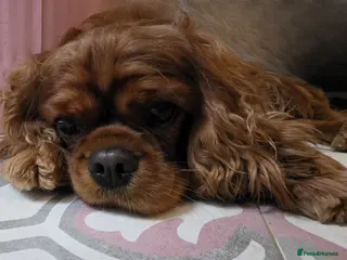 Cavalier King Charles Spaniel dogs 2 year old ruby cavalier King Charles Spaniel - Advert 10