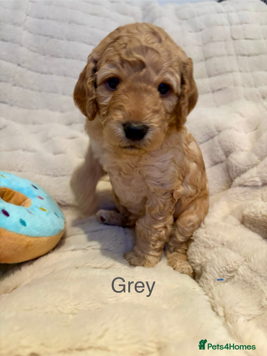 Cockapoo dogs for sale: Beautiful F2 Cockapoos - 5 boys left  - Advert 11