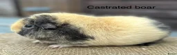 Guinea Pig rodents for sale: Guinea pigs - Advert 14