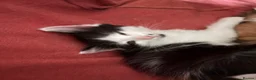 Mixed Breed cats for sale: Female long hair kittens in Southampton - Advert 10