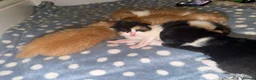Mixed Breed cats for sale: Female kitten - Advert 2