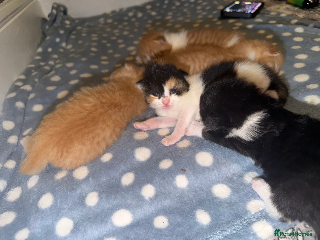 Mixed Breed cats for sale: Female kitten - Advert 2