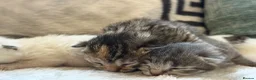 Mixed Breed cats for sale: Beautiful litter of kittens  - Advert 9