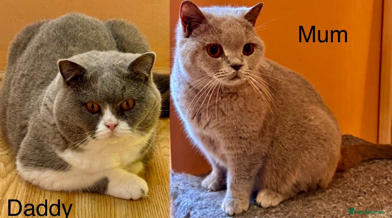 British Shorthair cats Stunning BSH kittens for sale!! - Advert 2