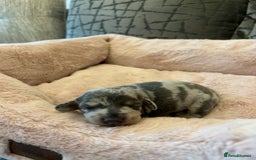 Dachshund dogs for sale: Beautiful Dachshund  - Image 10