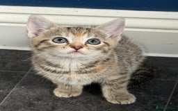 British Shorthair cats for sale: Golden tabby girl  - Image 3