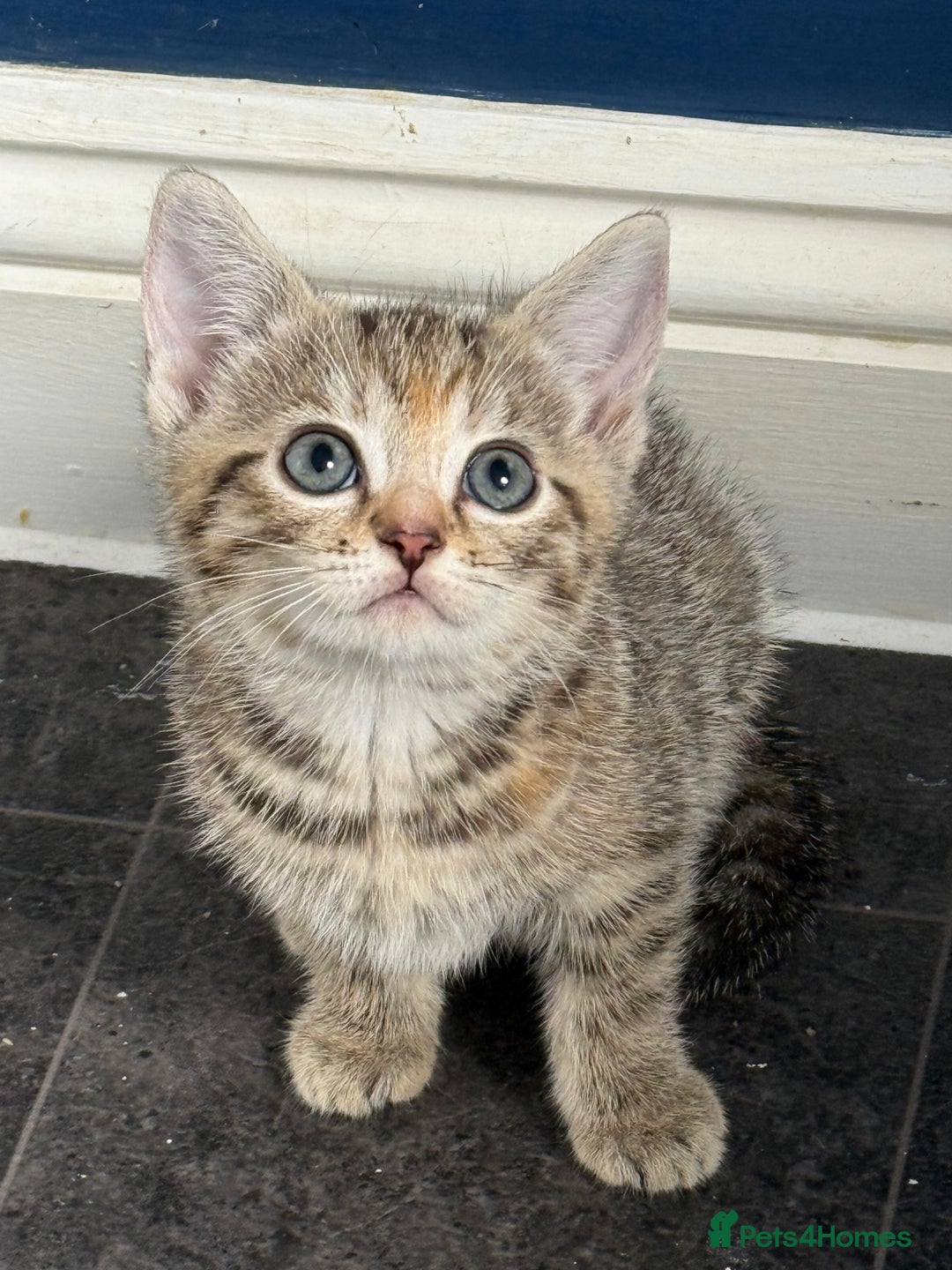 British Shorthair cats for sale: Golden tabby girl  - Image 3