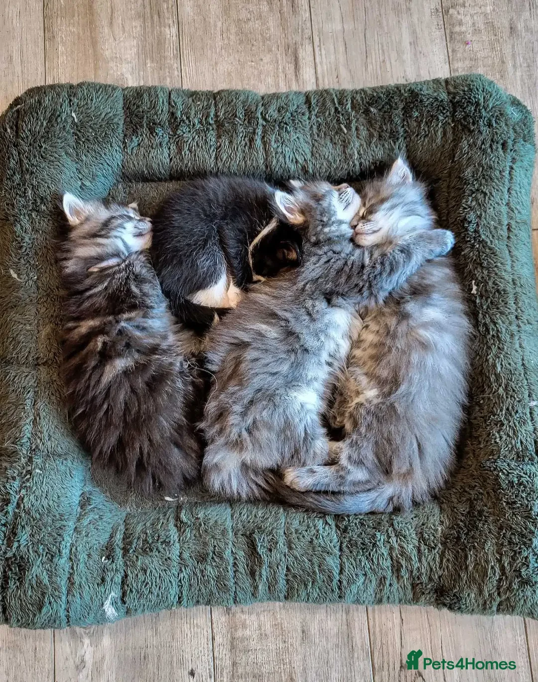 Maine Coon cats for sale: litter maine coons - Advert 7