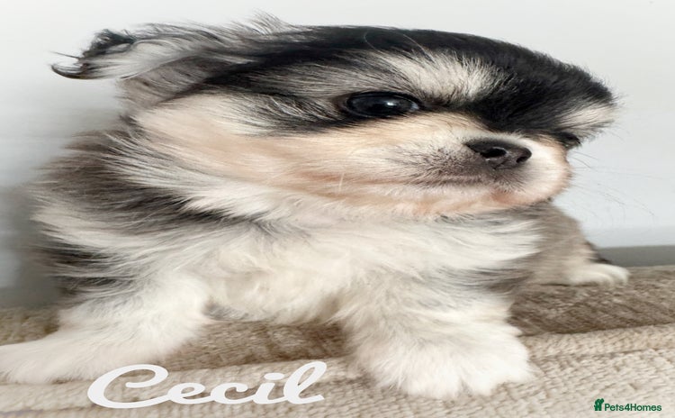 Chihuahua dogs - Advert 6
