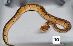 Python Snake reptiles for sale: Royal Python Morphs Males - Image 3