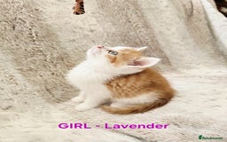 British Shorthair cats for sale: ☆AVAILABLE NOW☆ 5 half/British Shorthair kittens - Image 1