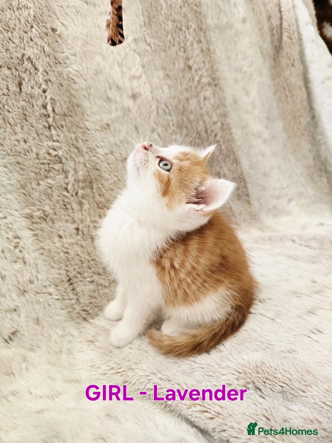 British Shorthair cats for sale: ☆AVAILABLE NOW☆ 5 half/British Shorthair kittens - Image 1