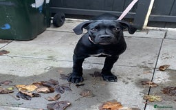 Cane Corso dogs for sale: Cane corso - Advert 2