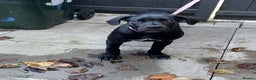 Cane Corso dogs for sale: Cane corso - Advert 2