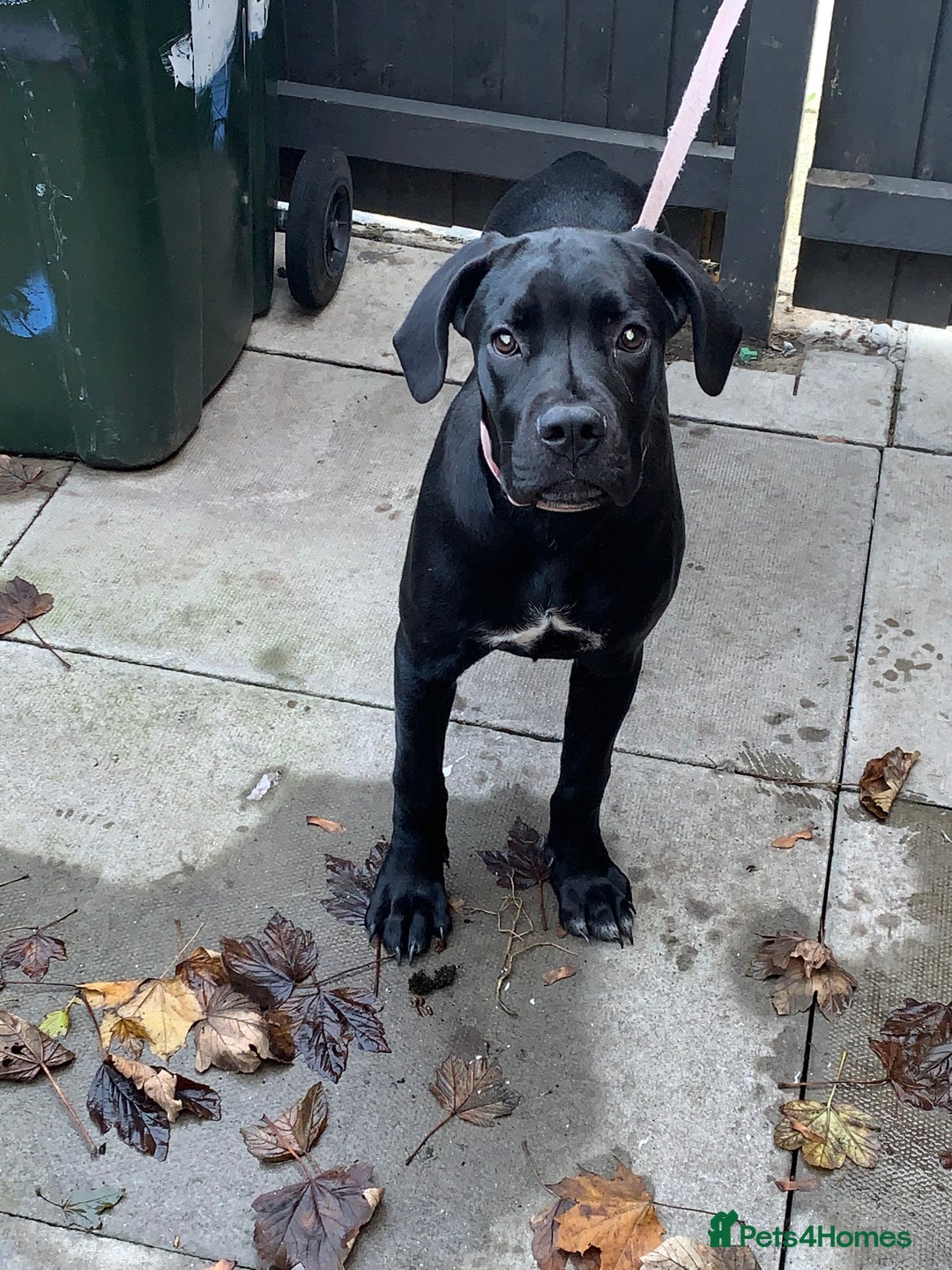 Cane Corso dogs for sale: Cane corso - Advert 2