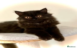 British Longhair cats for sale: Champion line kittens - Image 7