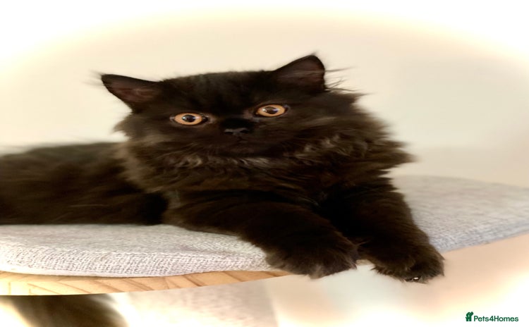 British Longhair cats - Advert 6