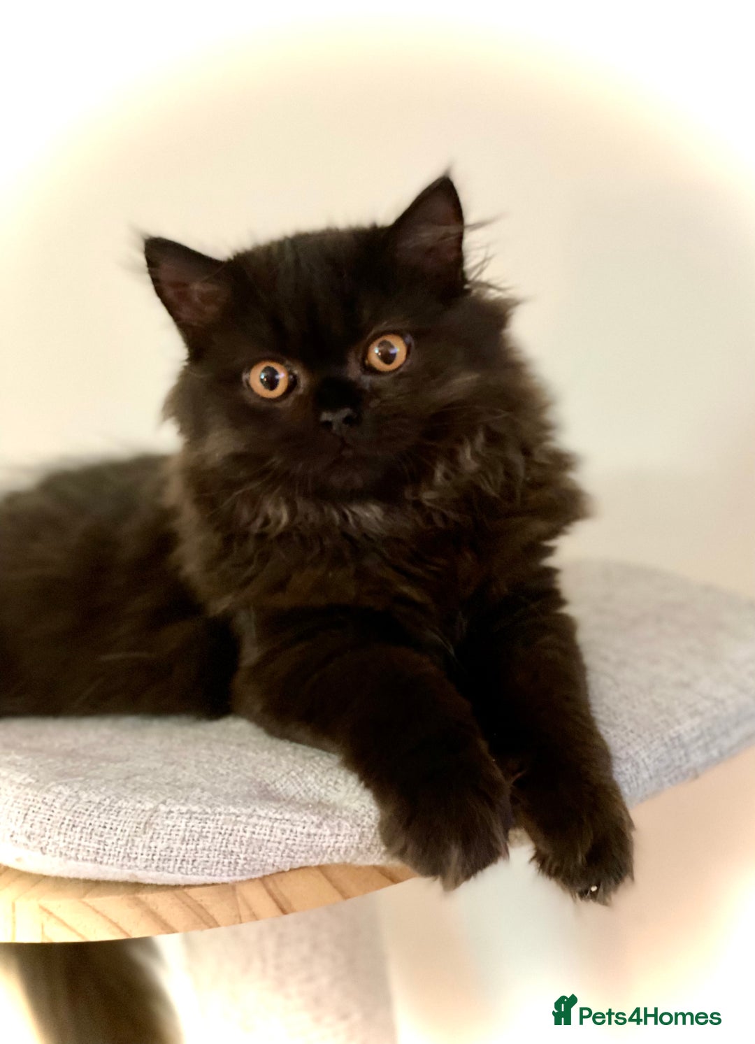 British Longhair cats for sale: Champion line kittens - Image 7