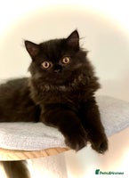 British Longhair cats - Advert 3