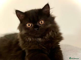 British Longhair cats - Advert 1