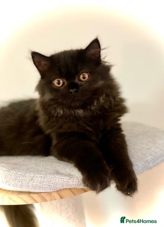 British Longhair cats - Advert 12