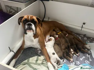 Boxer dogs Beautiful Boxer Babies. - Advert 12