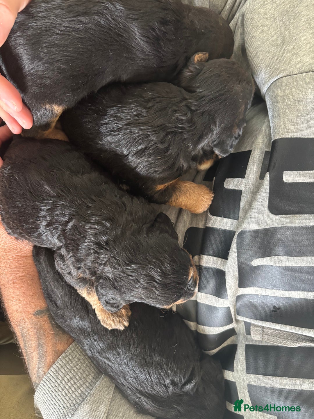 Mixed Breed dogs for sale: Beagle x poodle puppies  - Image 14