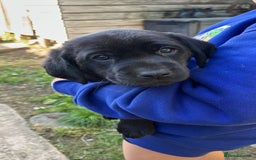 Labrador Retriever dogs for sale: Black Labrador puppies - Image 1