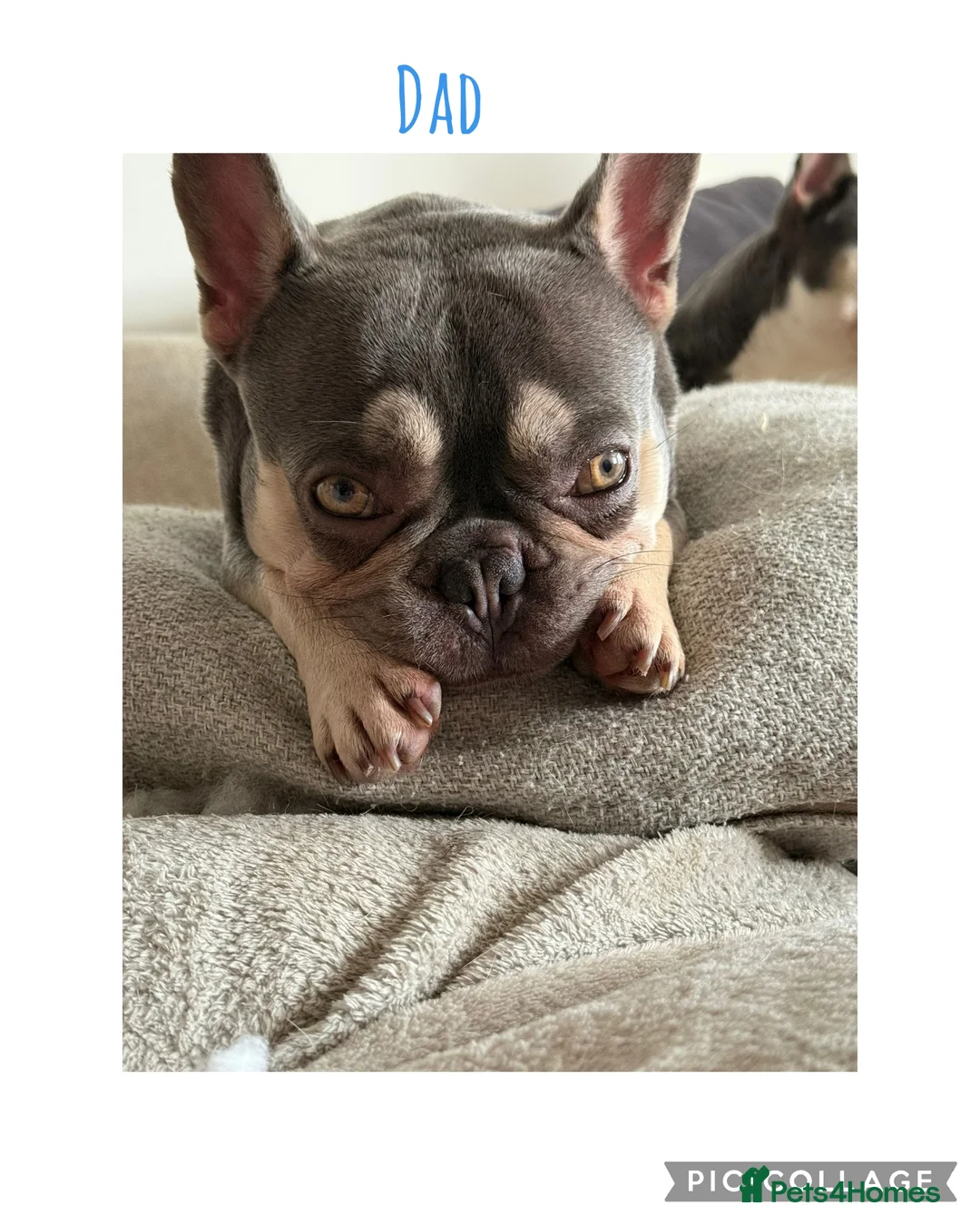 French Bulldog dogs for sale: 🐾 Stunning Lilac & Tan French Bulldog Puppies  🐾 - Advert 6