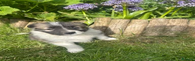 Border collie dog 