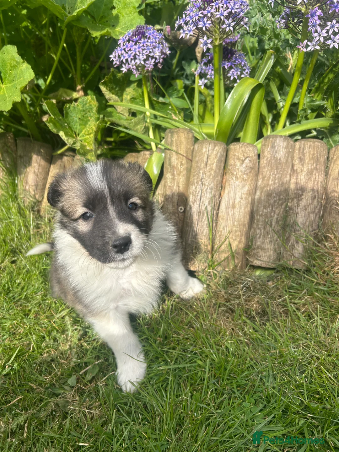 Mixed Breed dogs for sale: Gorgeous border collie puppies  - Advert 1