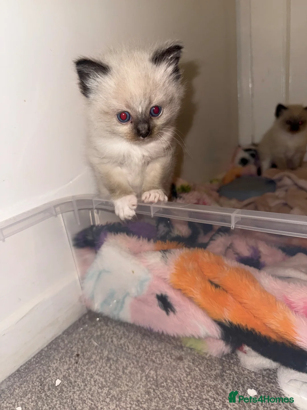 Ragdoll cats for sale: Ragdoll kittens - Advert 6