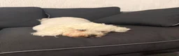 Bichon Frise dogs for sale: Bella bichon frise looking for her  - Advert 6